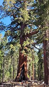 The Grizzly Giant